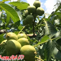 گردو تخم مرغی