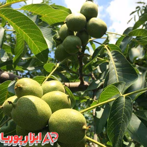 گردو تخم مرغی