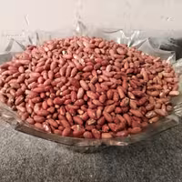 مغز بادام زمینی 3 کیلویی تازه ارزان و بدون کرم خوردگی اندازه ریز  