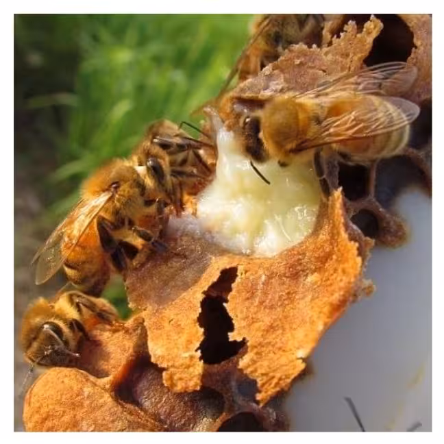 ژل رویال اصل و تضمینی