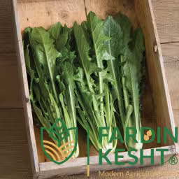 بذر کاسنی فرنگی سان پاسکوال بسته 100 عددی