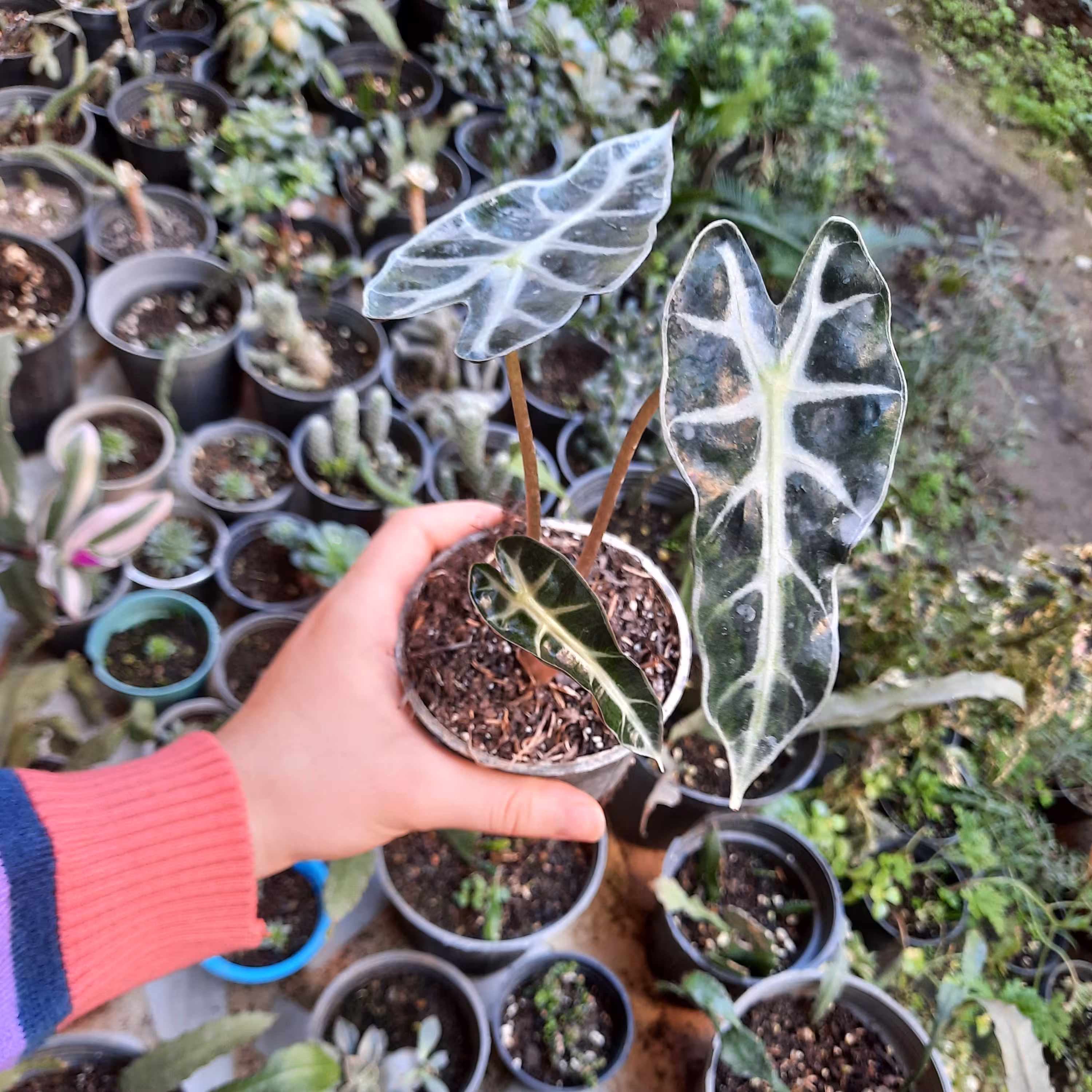 آلوکازیا یا آمازونیکا Alocasia Amazonica (بابا آدم خارجی)