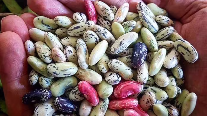 بذر لوبیا محلی گیلان پاچ باقلا مخصوص باقلا قاتق