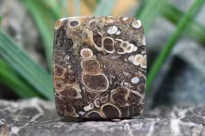 توریتلا اگات S1101