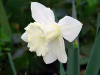 پیاز گل نرگس هلندی سفید رقم ژونکی (بسته 5 عددی)
