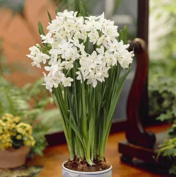 پیاز گل نرگس کاغذی Paper white