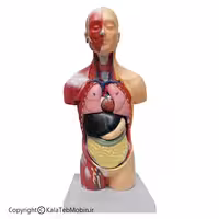 مولاژ نیم تنه با نمایش عضلات