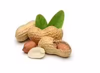 بادام زمینی با غلاف نمکی  ( 500گرمی )