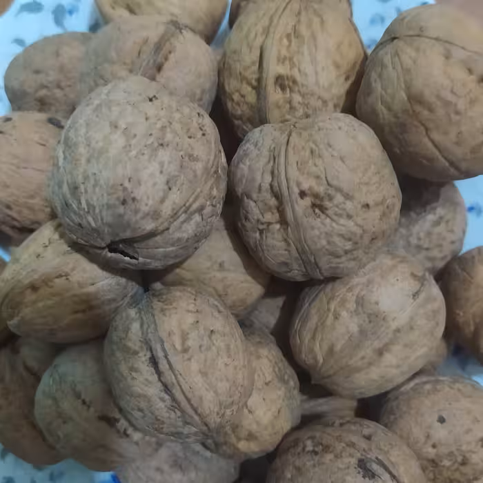 گردو ایرانی  با پوست 5کیلویی با ارسال رایگان  از همدان محصول بهترین باغات همدان