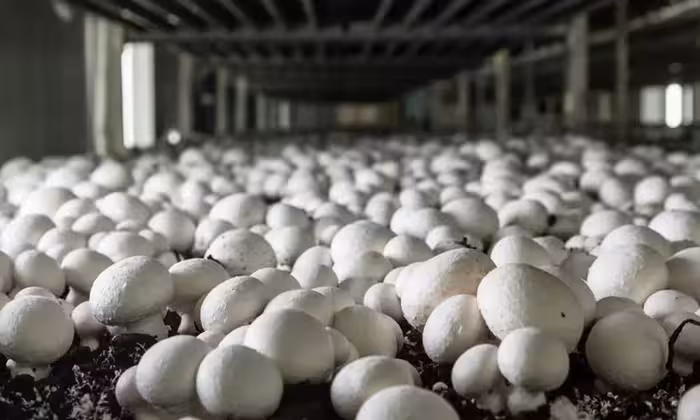 خرید و دانلود طرح توجیهی پرورش قارچ دکمه ای سالن 40 متری سال 1404   آموزش