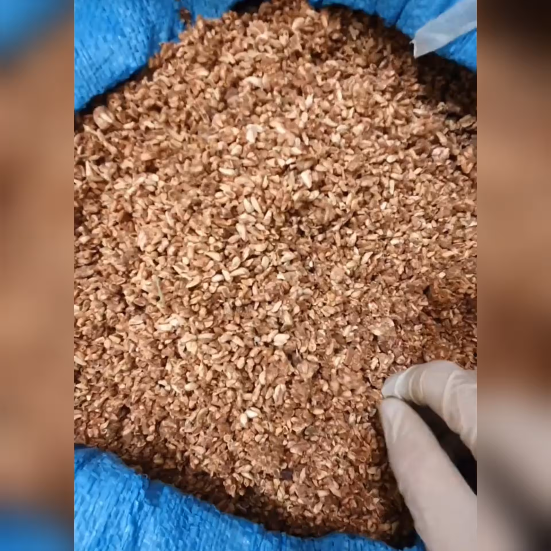  هسته انار خشک 100 گرم 