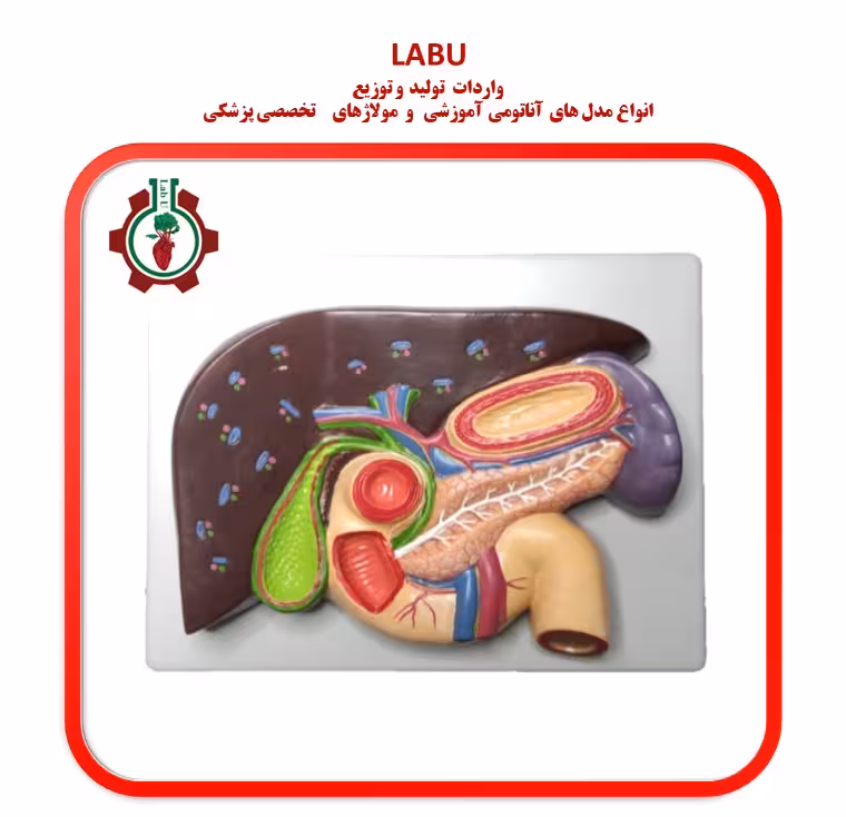 مدل برش عرضی کبد و پانکراس