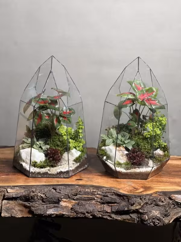 خرید تراریوم کالادیوم 2 عدد طرح الماس