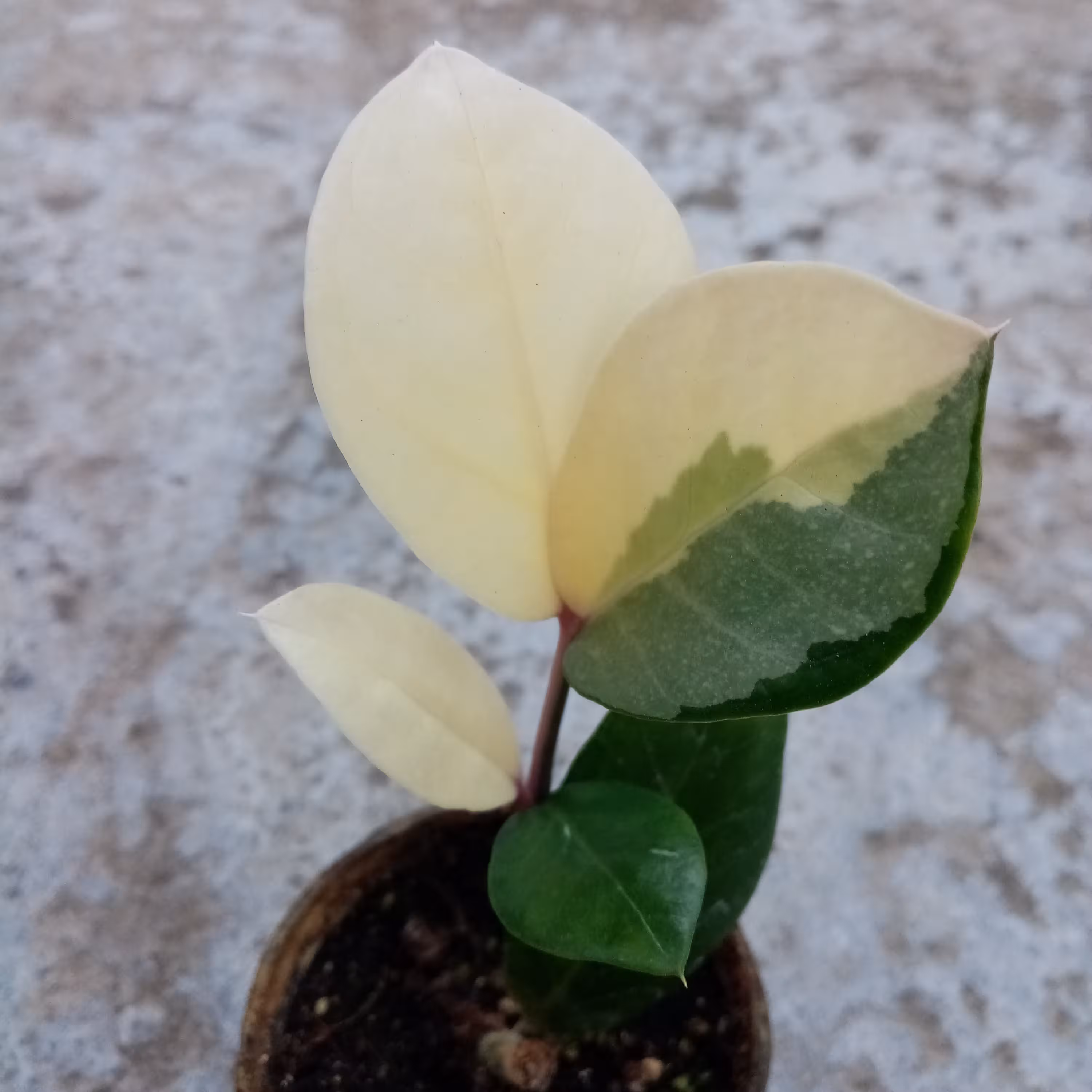 گل زامیفولیا ابلق گلدان 8 سانتی متری  کد (ZZV010) 