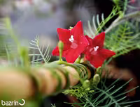 بذر گل پیچک سروتاک قرمز