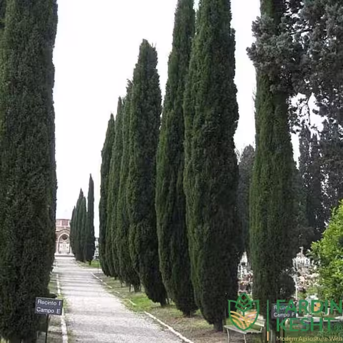 بذر سرو شیراز بسته 30 عددی