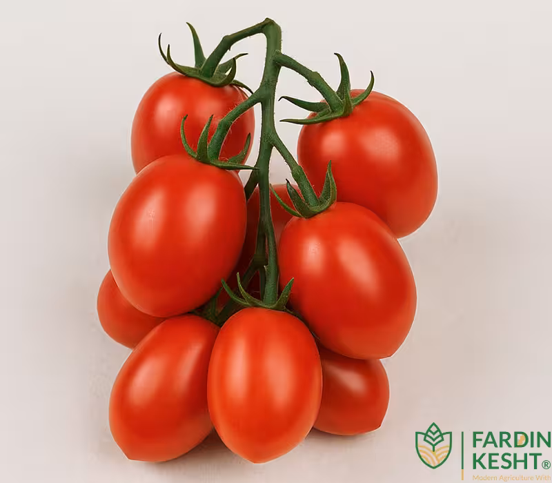 بذر گوجه فرنگی گراپولی (انگور زمستانی ) ایتالیایی بسته 20 عددی