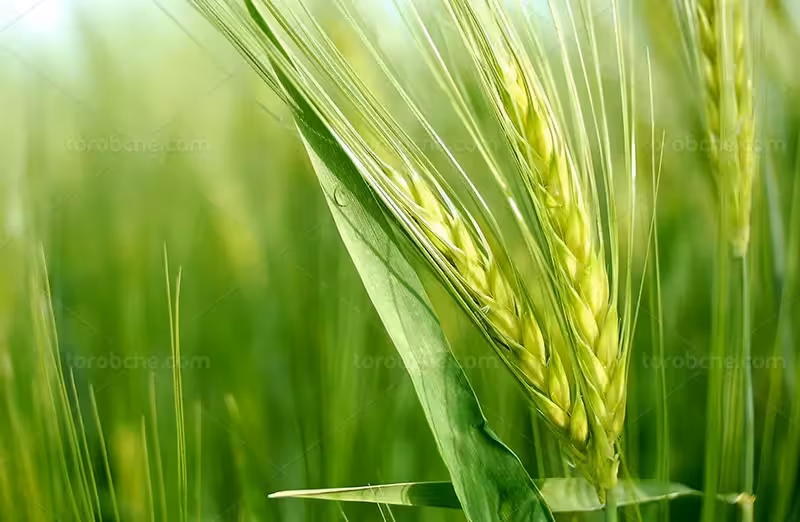 عکس گندم با کیفیت | گرافیک با طعم تربچه