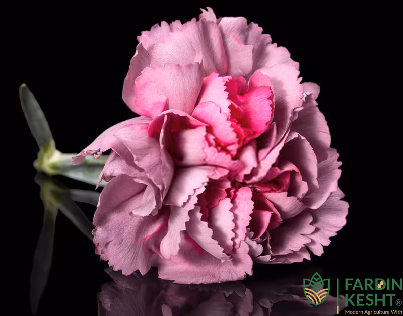بذر گل میخک رز صورتی صد پَر معطر گل درشت بسته 20 عددی