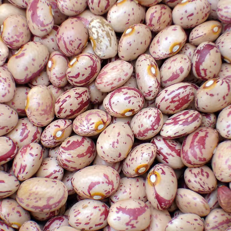 لوبیا چیتی دست چین تازه امسالی