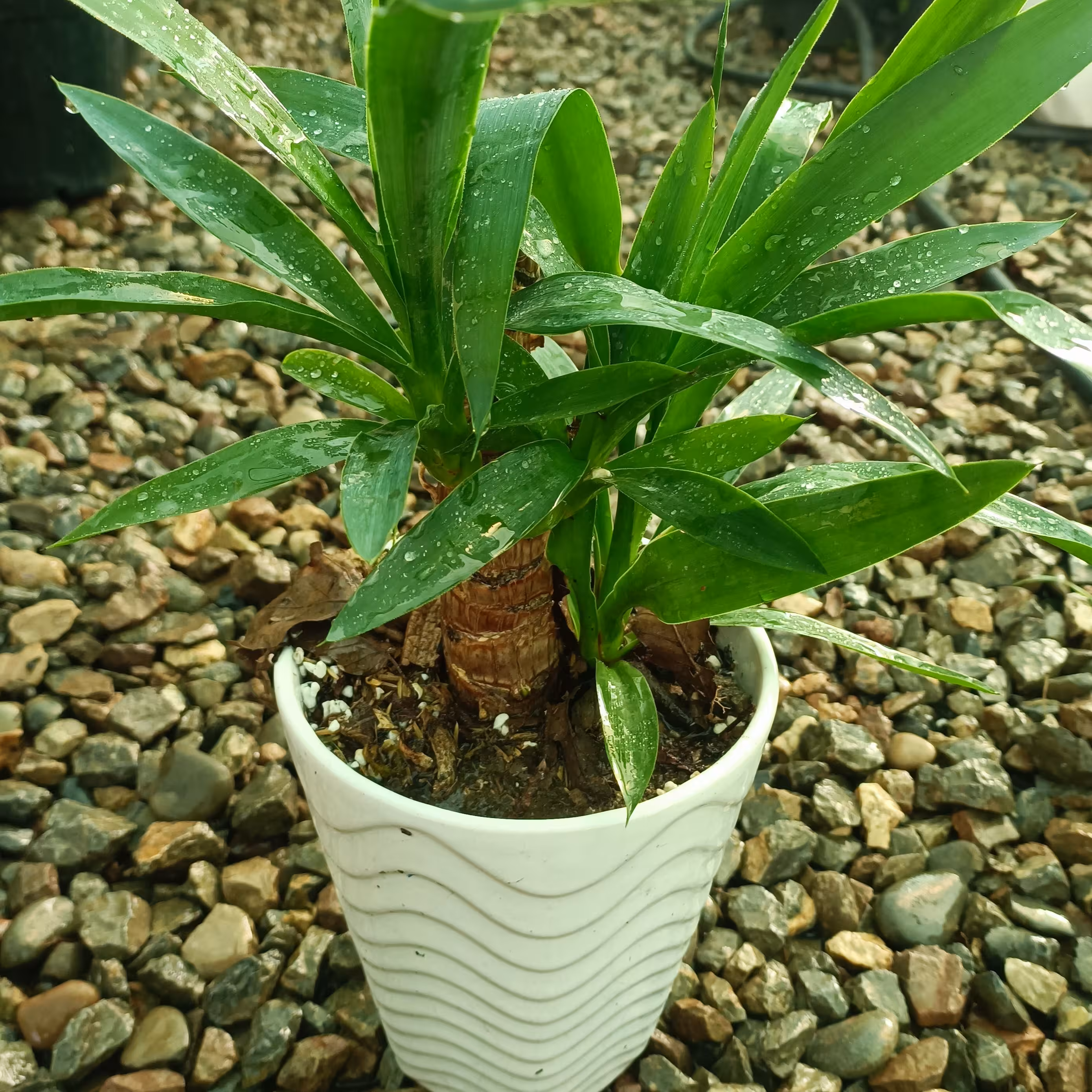 یوکا بونسای همراه با گلدون سرامیکی 