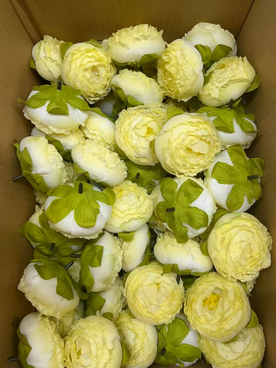 سرگل پیونی بزرگ رنگ نباتی 10عددی