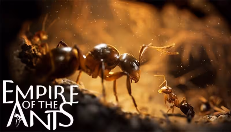 سی دی کی اورجینال بازی Empire of the Ants کامپیوتر (PC)
