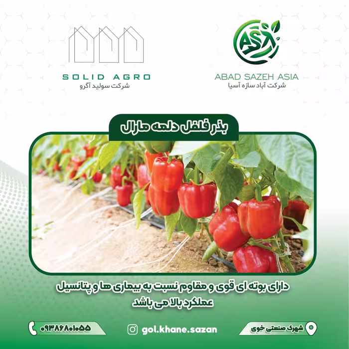 بذر فلفل دلمه مارال پاکت ( 500 عددی )