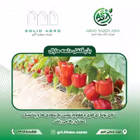بذر فلفل دلمه مارال پاکت ( 500 عددی )