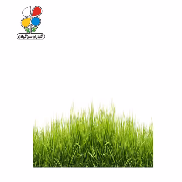بذر چمن بسته سه عددی