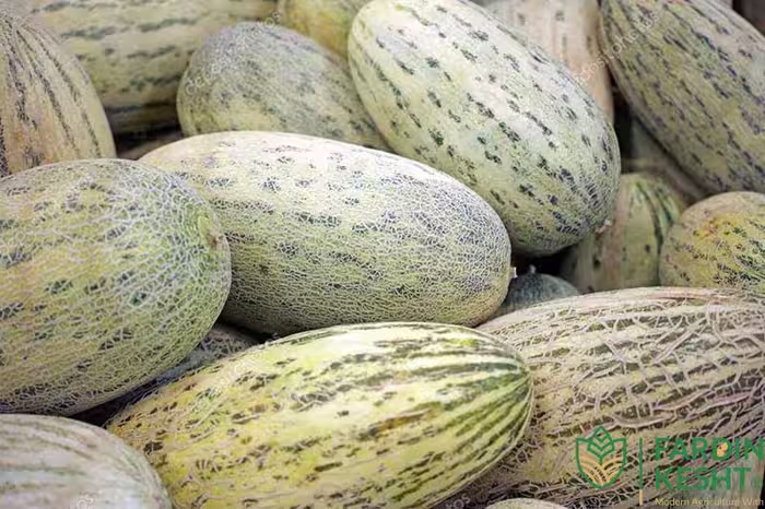 بذر خربزه درگزی فوق شیرین گوشتی بسته 10 عددی