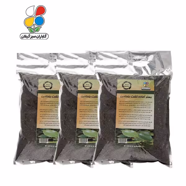 بستر آماده کشت بنجامین 2 کیلوگرمی بسته سه عددی