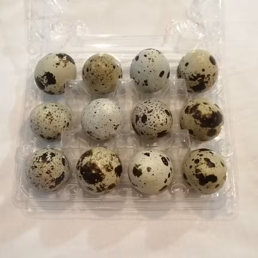 تخم بلدرچین  بسته 12 تایی 