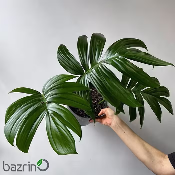 بذر گیاه برگ انجیری کنتیایی