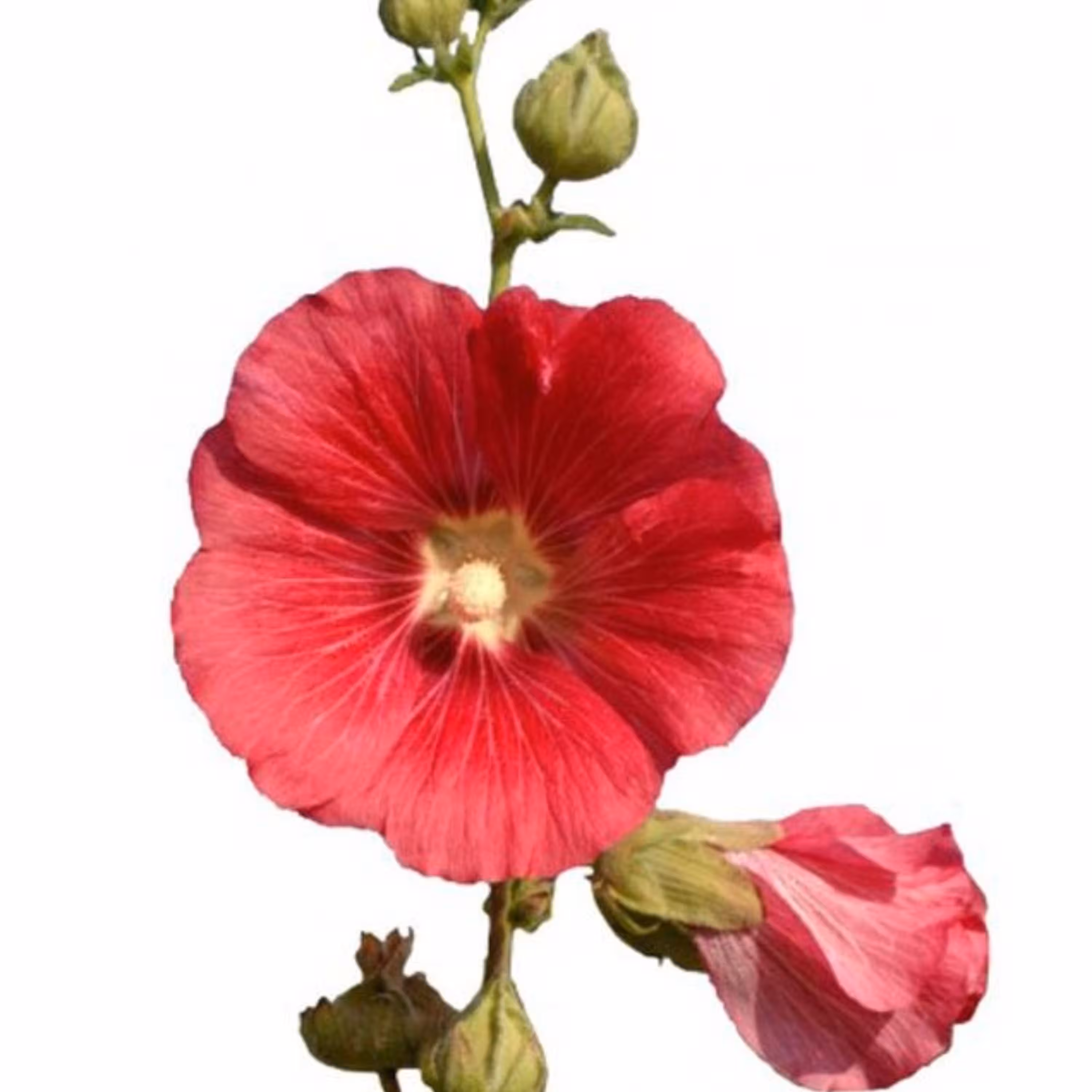 عرق گل ختمی