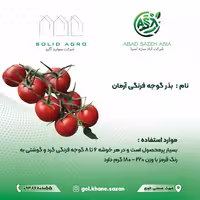 بذر گوجه فرنگی آرمان  پاکت 1000 عددی