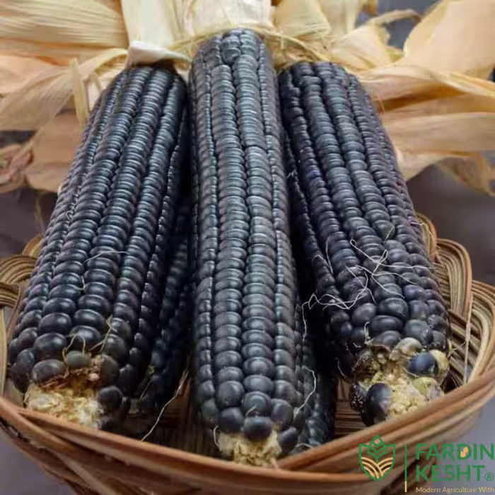 بذر ذرت آبی جری پترسون ارگانیک آمریکایی بسته 5 عددی