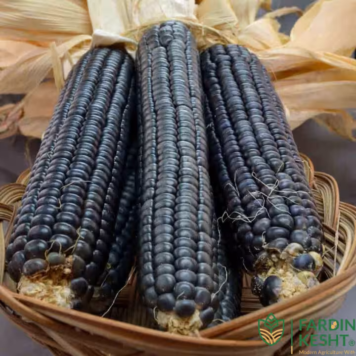 بذر ذرت آبی جری پترسون ارگانیک آمریکایی بسته 5 عددی