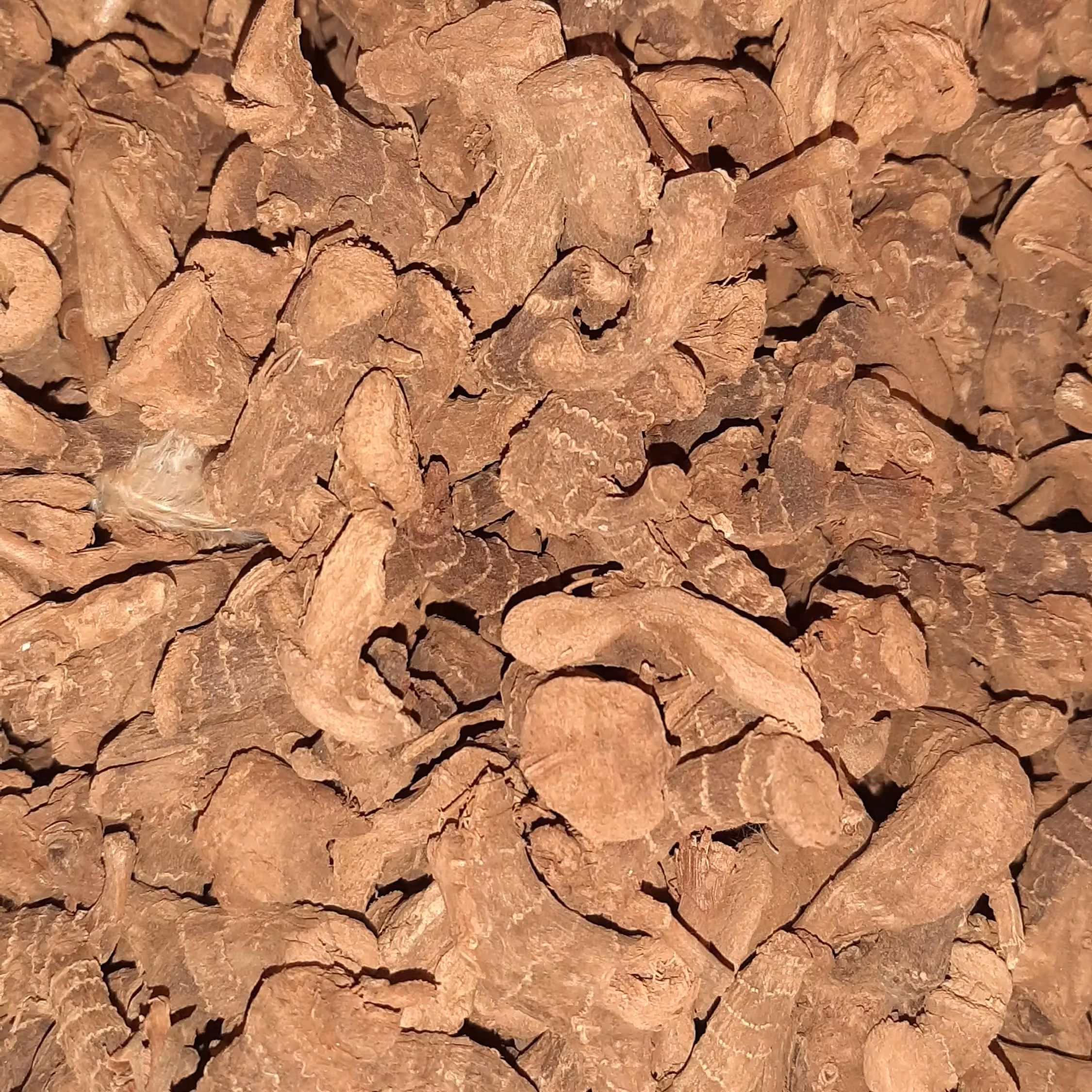 خولنجان 500 گرمی گیاهینو قولنجان . خسرودار  قلم