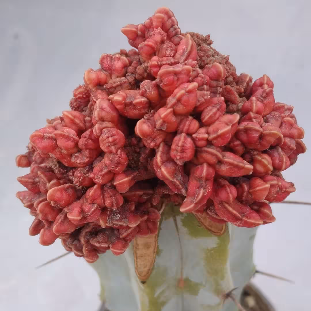 کاکتوس چاکلت