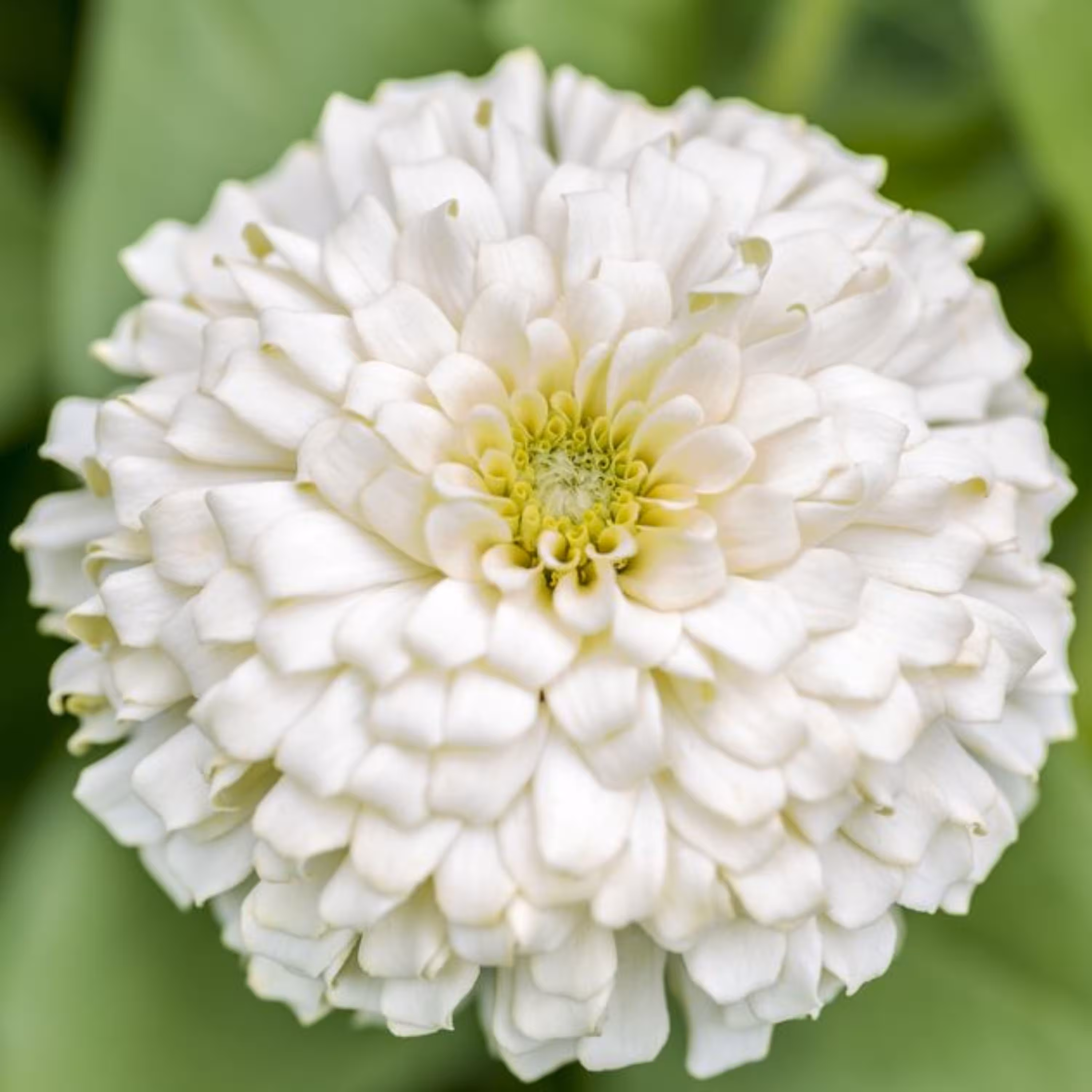 بذر گل آهار پا کوتاه سفید