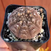 بذر ژمینوکالسیوم راگونسی، بسته حاوی 10 عدد بذر