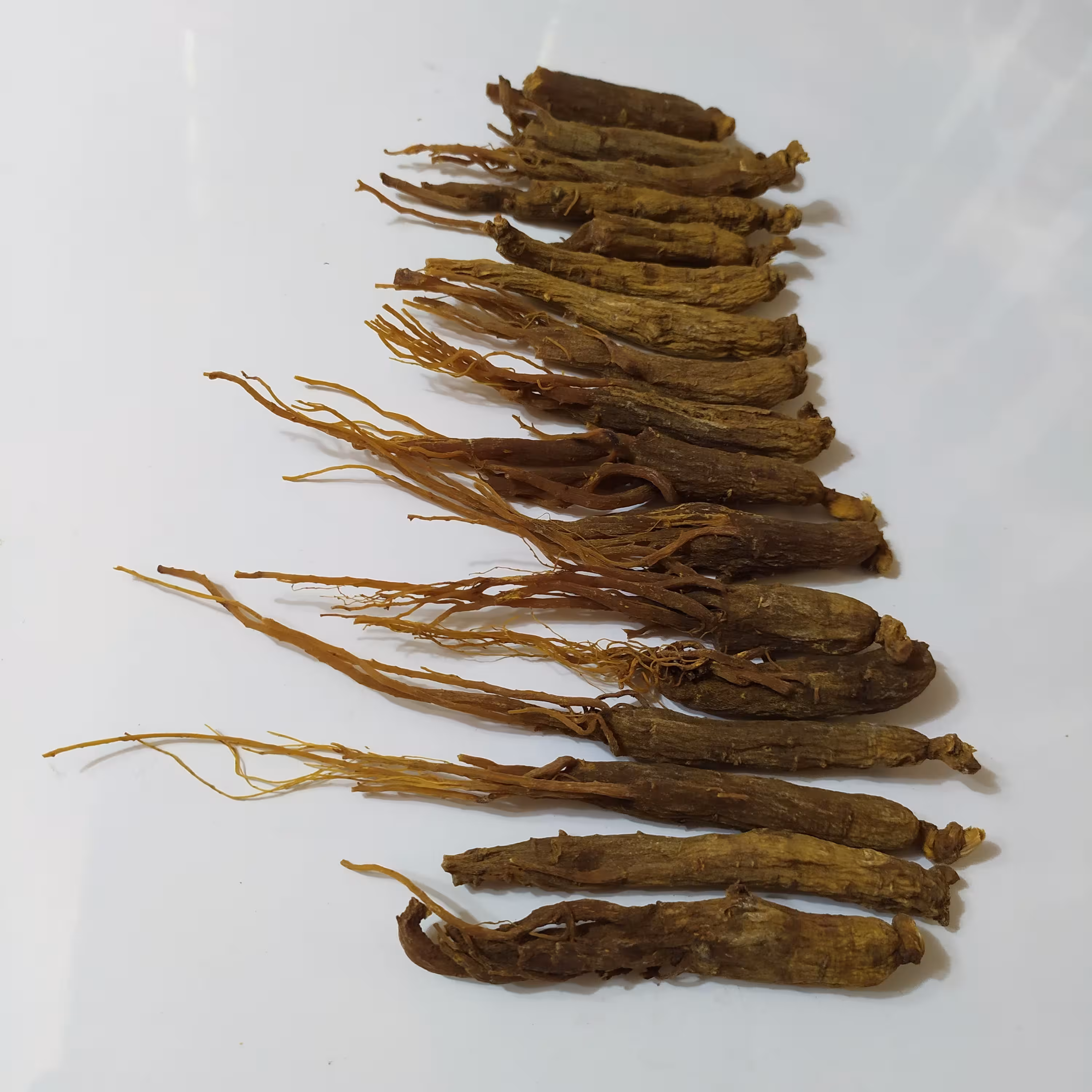 ریشه قرمز 6 ساله ممتاز اصل و طبیعی 50 گرمی 