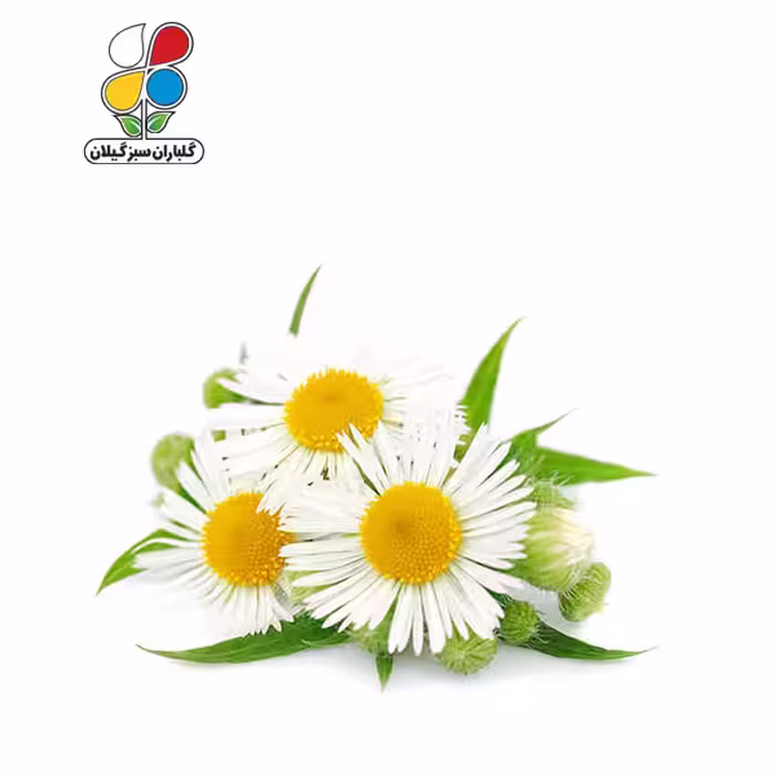بذر بابونه