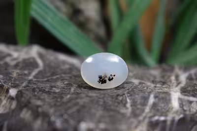 عقیق شجر برزیل