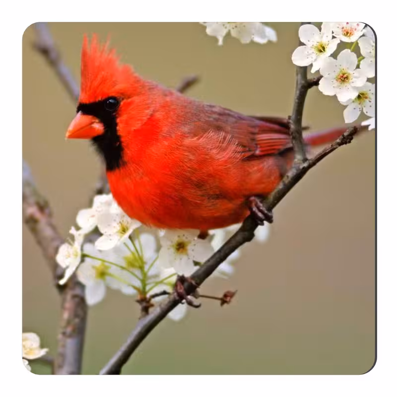 مگنت طرح پرنده کاردینال کد NIM1385