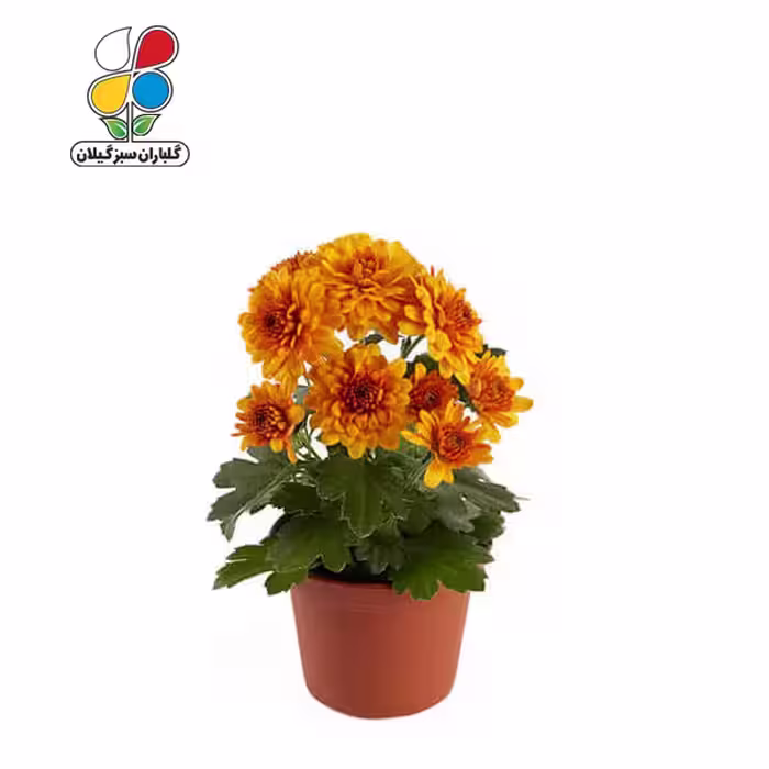 بذر گل داوودی بسته بندی کوچک