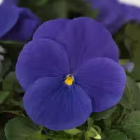 بذر گل بنفشه آبی