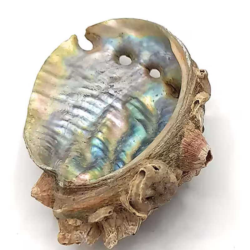 دکوری مدل صدف طرح هفت رنگ(پس کرایه )