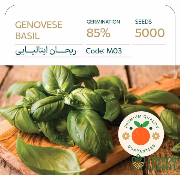 بذر ریحان ایتالیایی گنووس خوش عطر بسته 5000 عددی راشا ⭐
